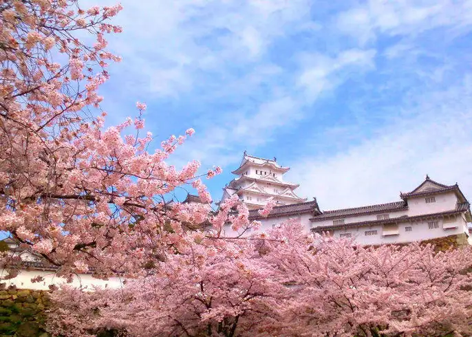 Best Hanami Spots in Japan