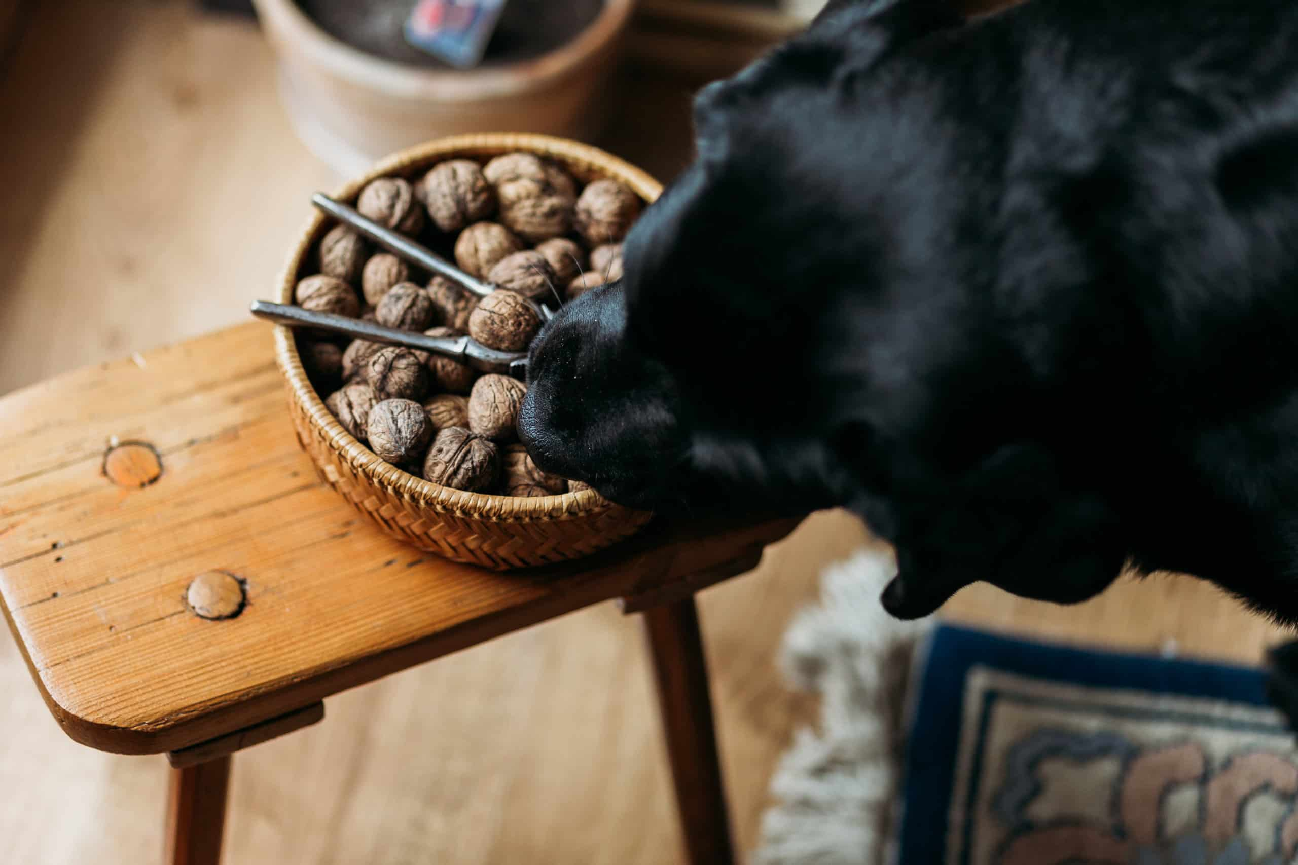 fa8f95f3 4d56 45a7 95b2 6369a52f7d77 Can Dogs Eat Walnuts? - Things You Need to Know if Your Dog Eats Them