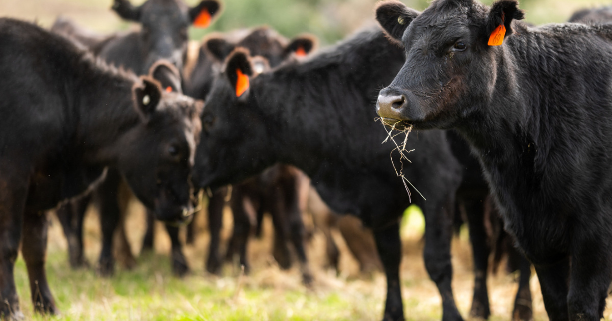 6 facts about Japanese Wagyu cattle