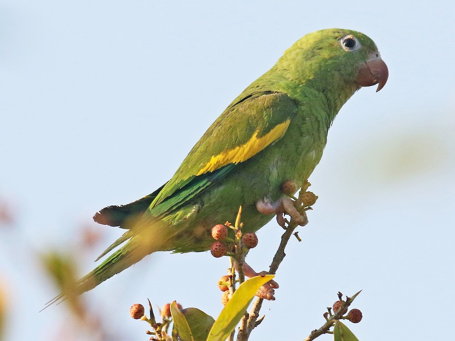 yellow chevroned parakeet, parrot, bird