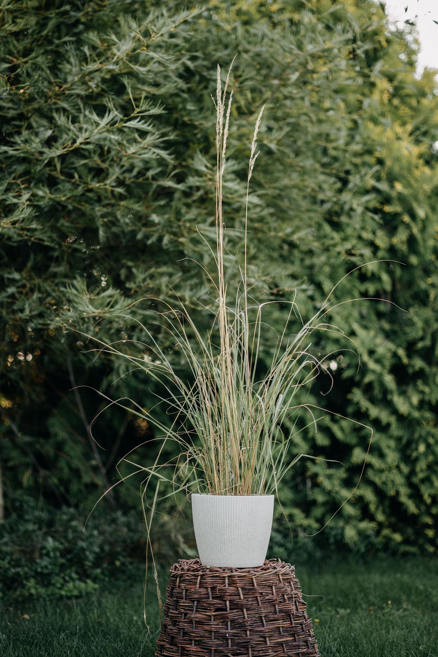 Trawa pampasowa z puszystymi kwiatostanami