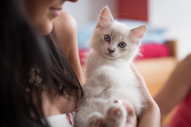 kitten, nature, mother cat