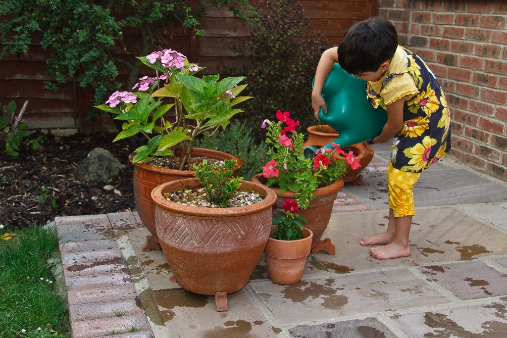 feeding plants