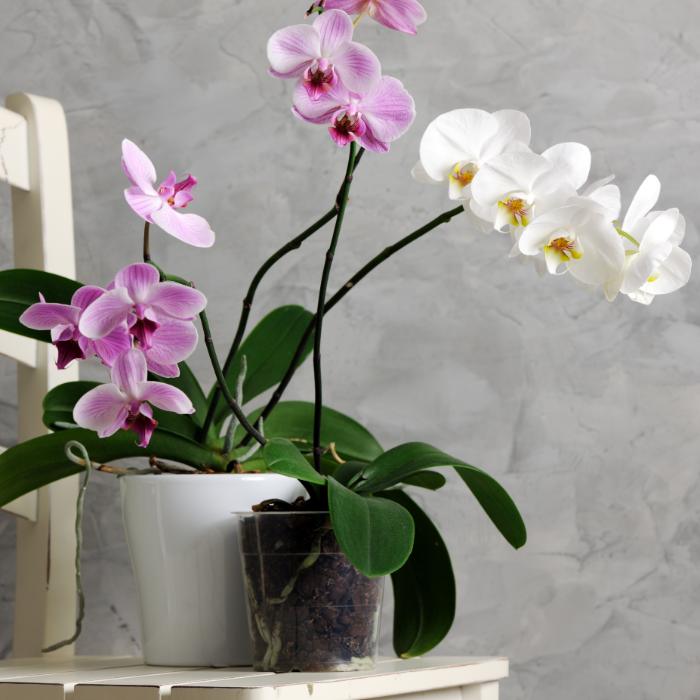 Orchids with exotic blooms
