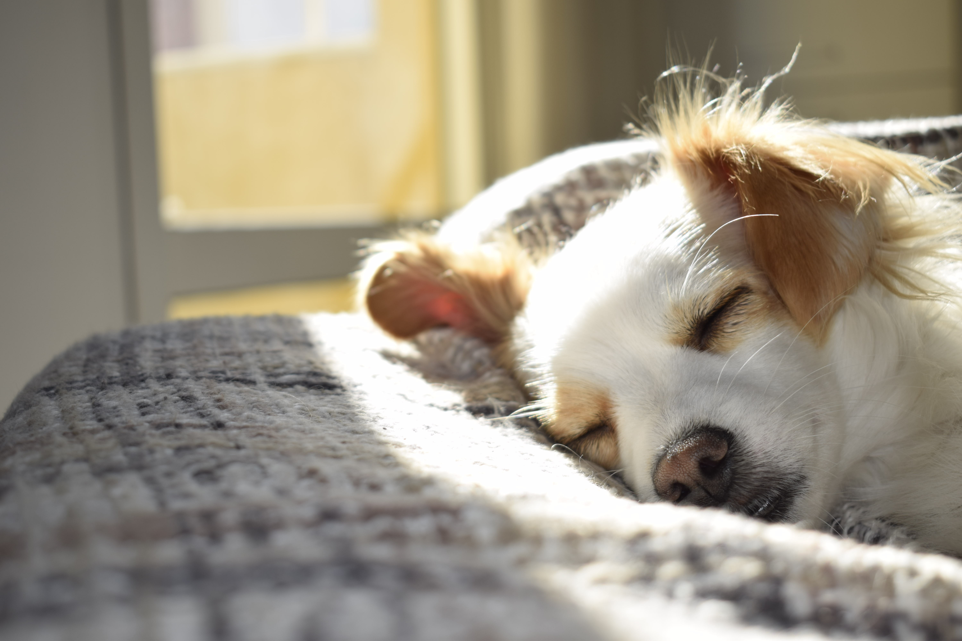 https://www.pexels.com/photo/closeup-photography-of-adult-short-coated-tan-and-white-dog-sleeping-on-gray-textile-at-daytime-731022/