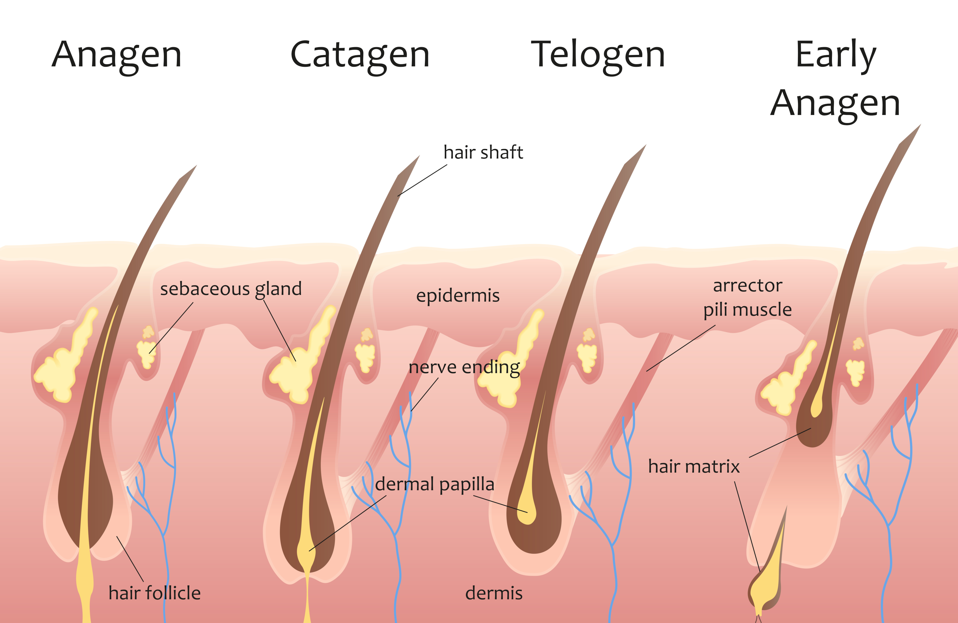 The stages of the hair cycle explained.