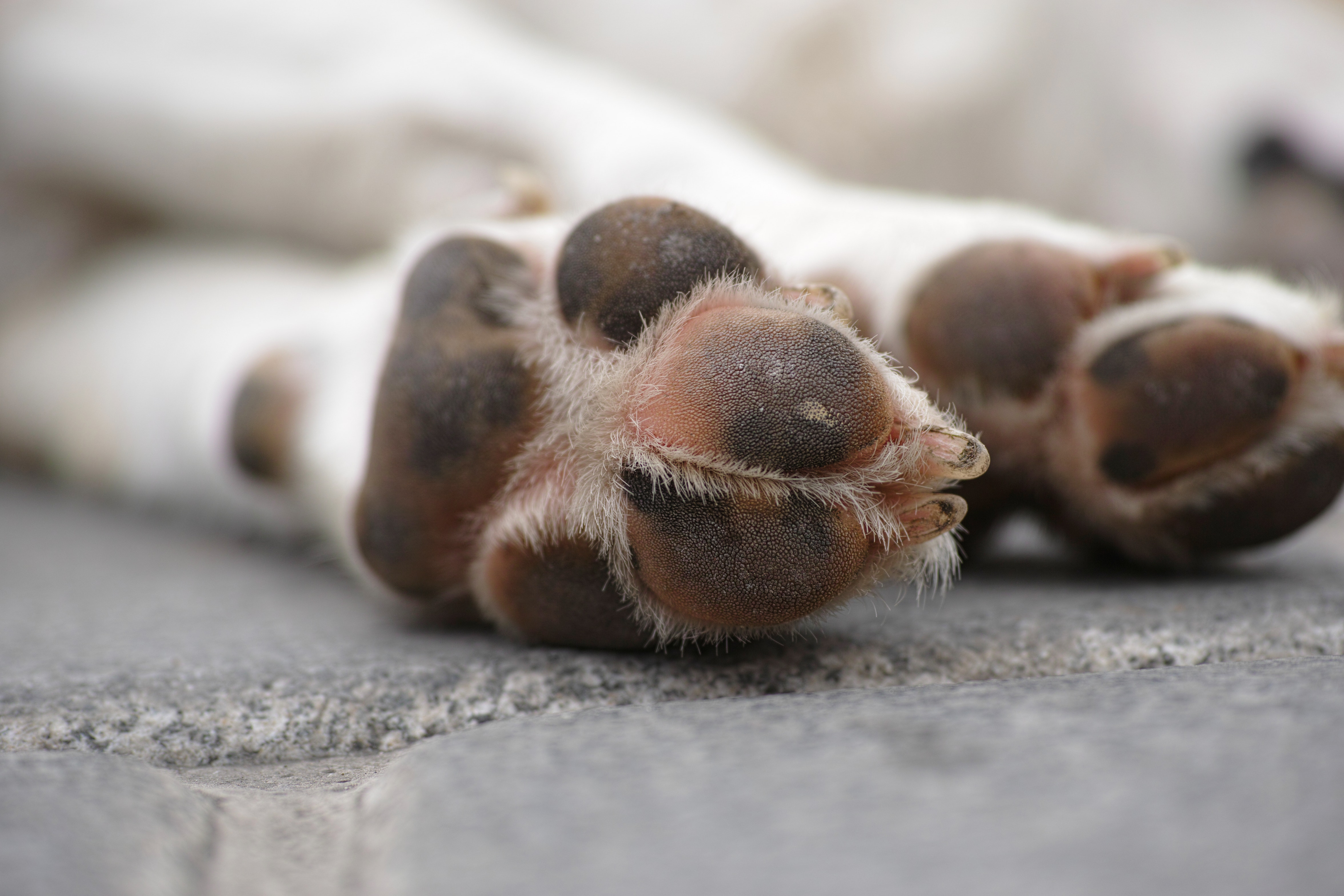 https://www.pexels.com/photo/shallow-focus-photography-of-white-dog-s-paws-1438798/