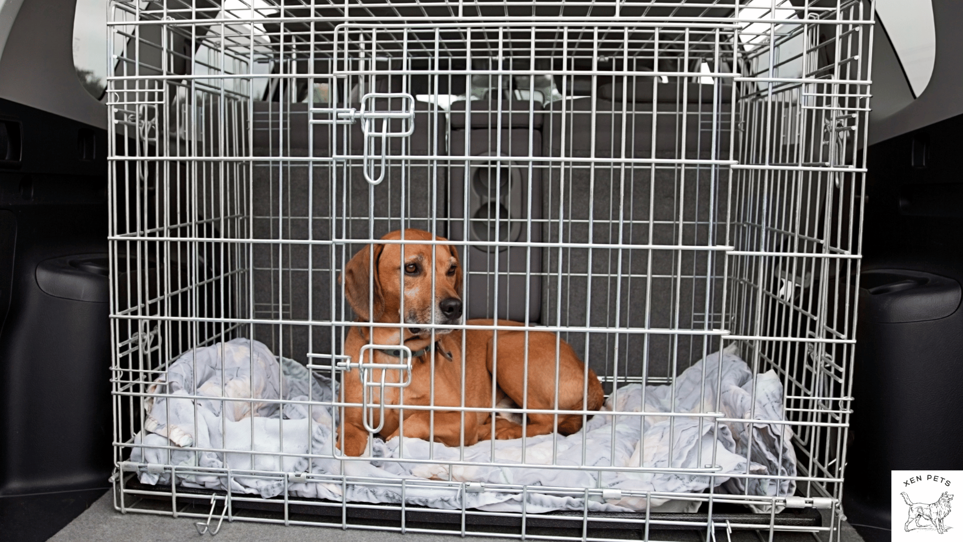 How to Crate Train a Dog With Separation Anxiety