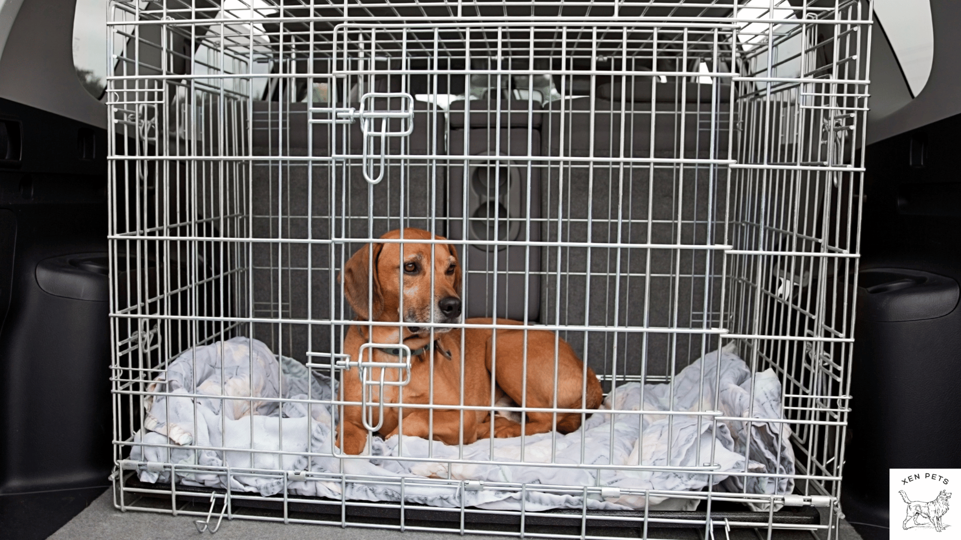 Dog has separation outlet anxiety in crate