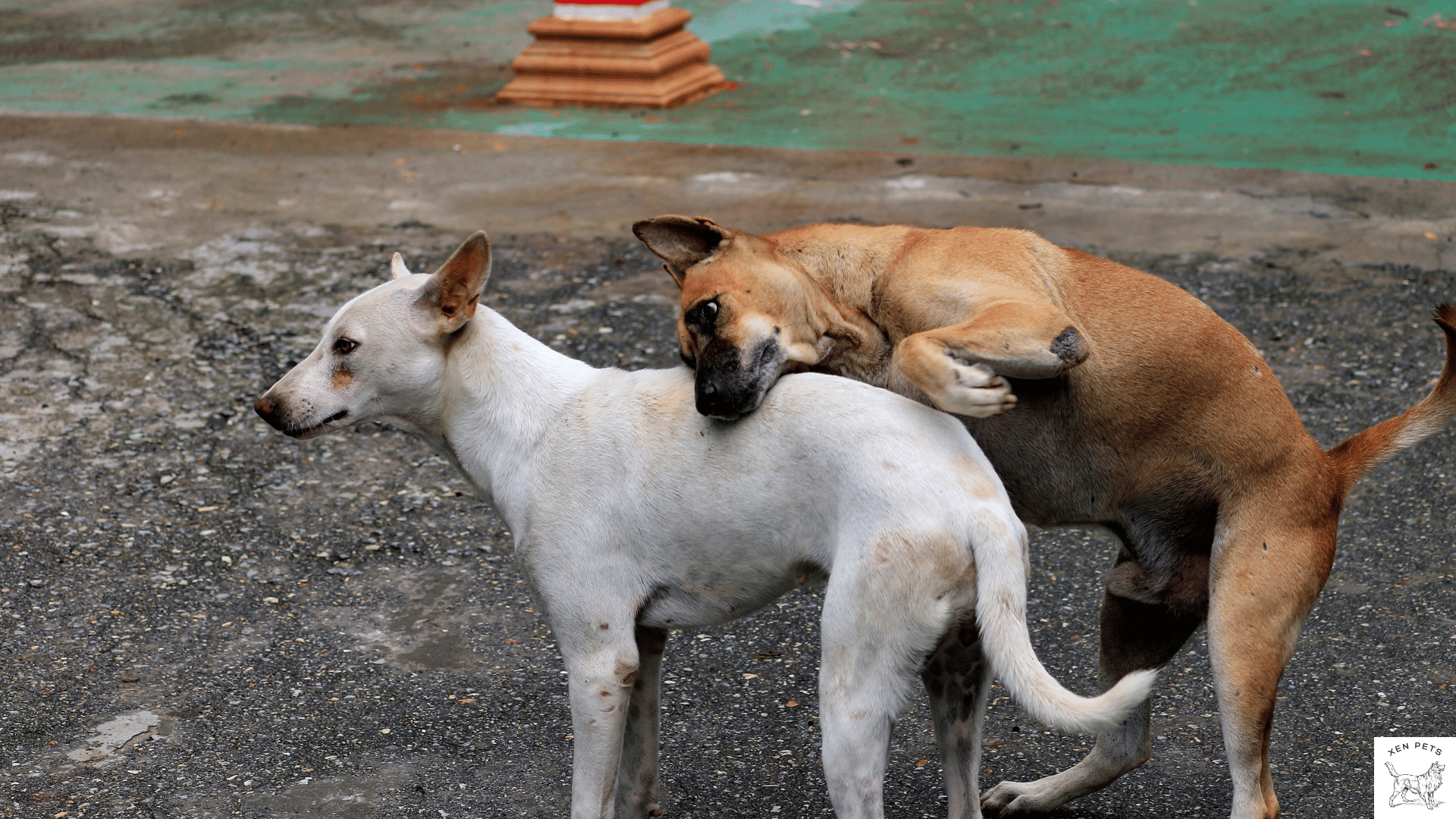 dogs ears are pinned back while courting