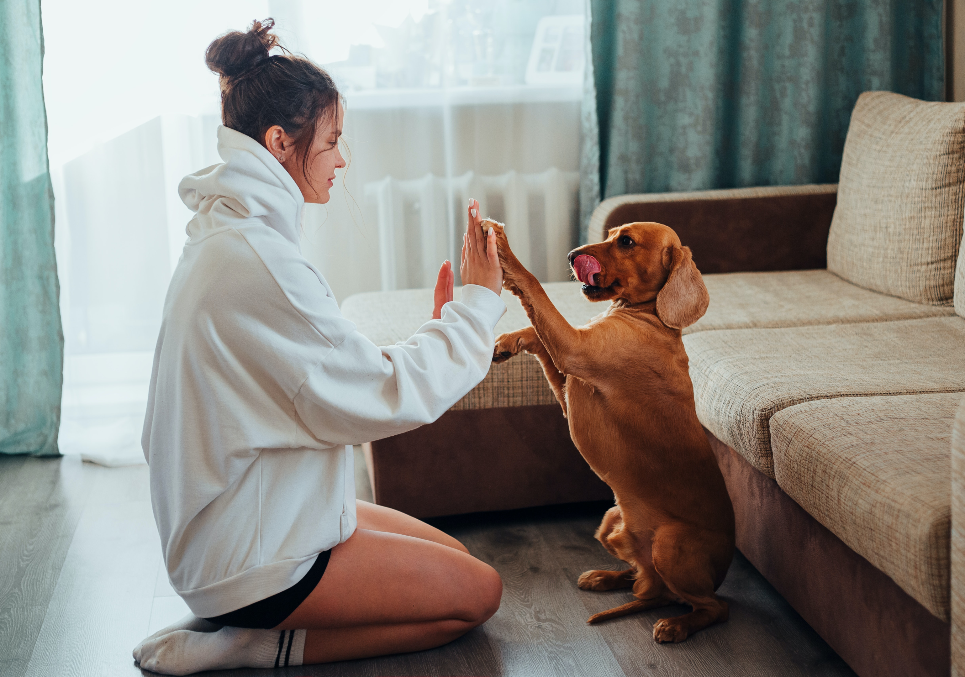 Small dog playing with pet sitter
