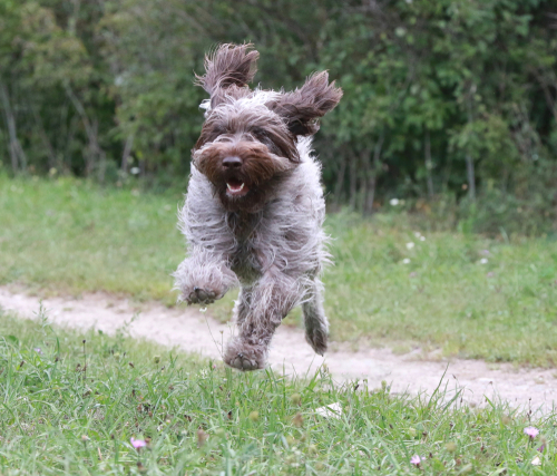 A Wirehaired Pointing Griffon running on a trail