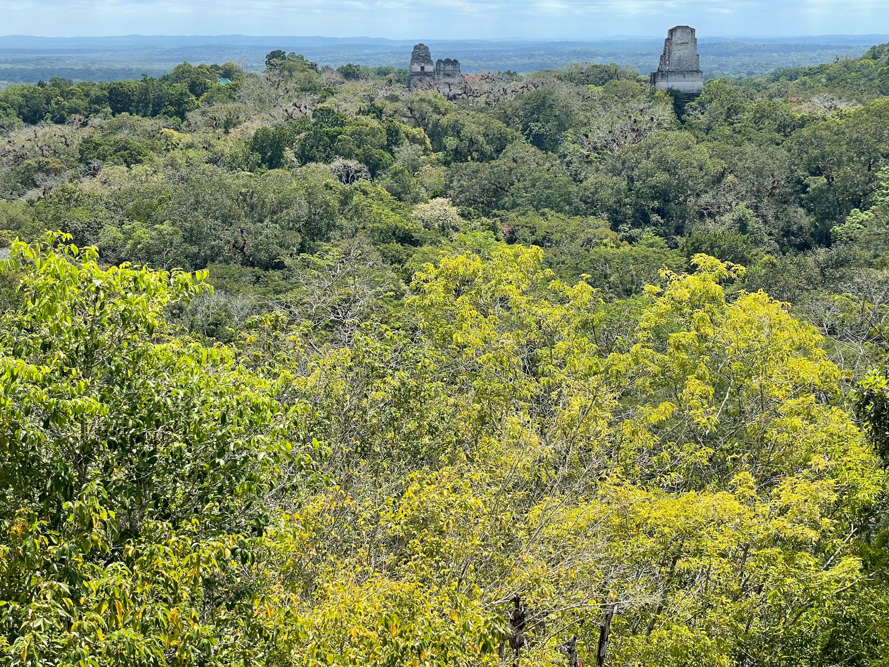 Temples above the jungle canopy in Tikal National Park