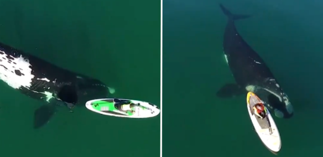 paddle board above a whale