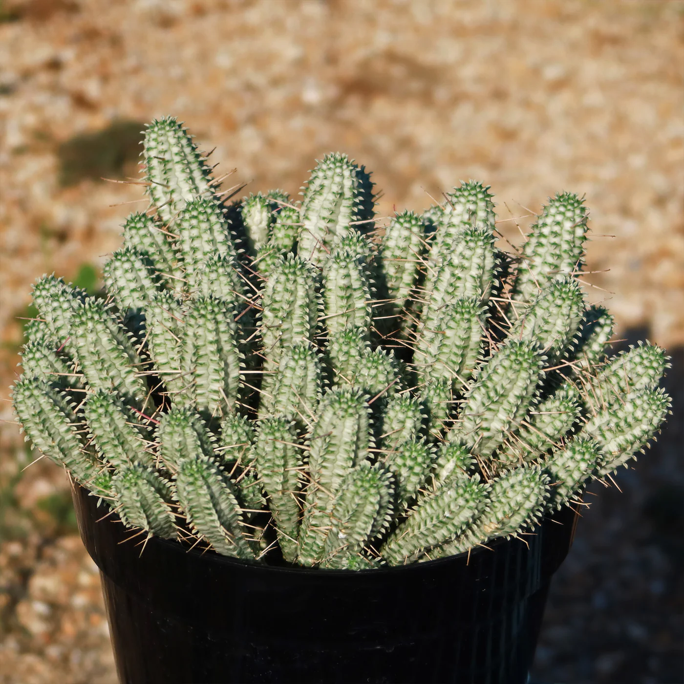 early summer, euphorbia mammillaris, corn cob cactus