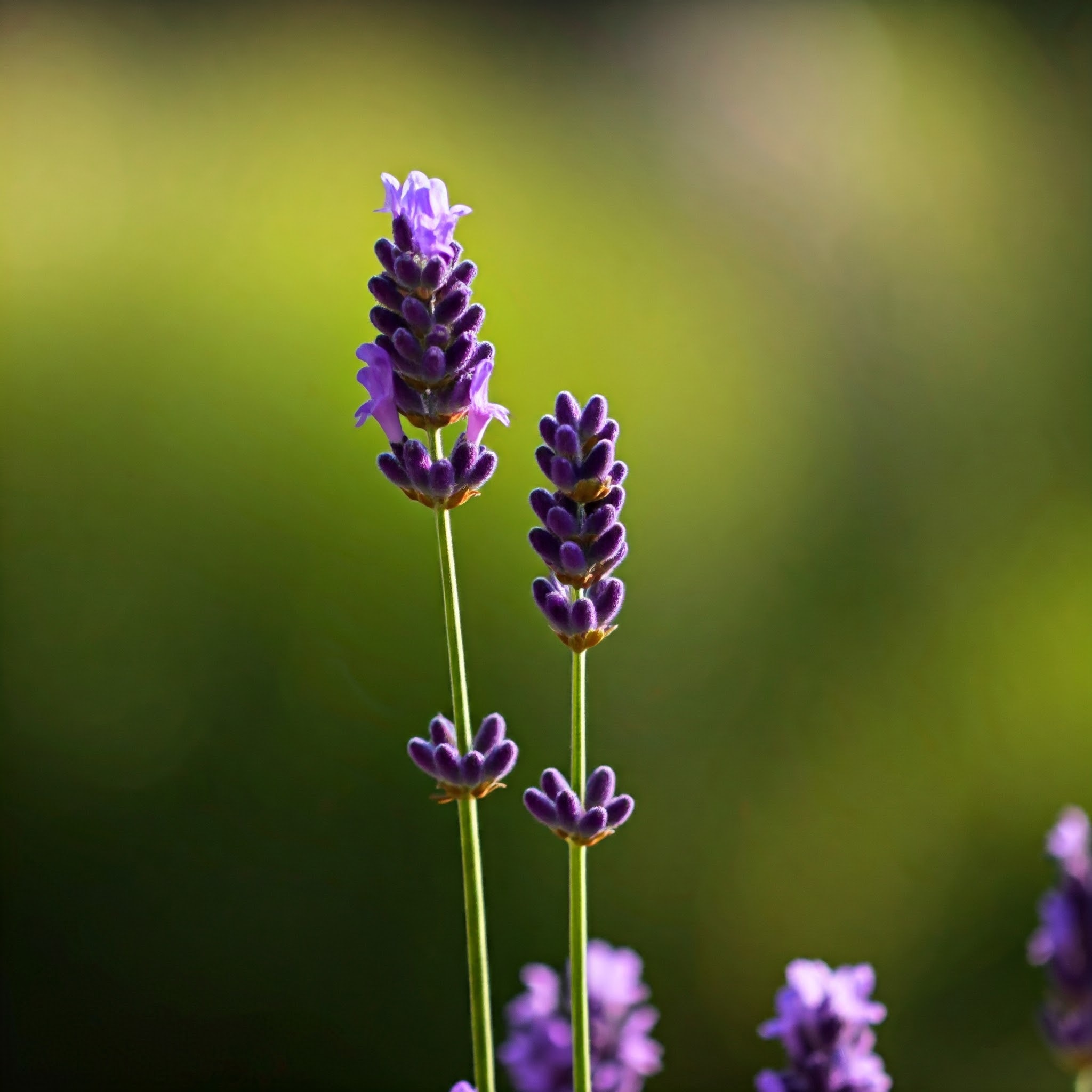 Aromatherapy With Plants