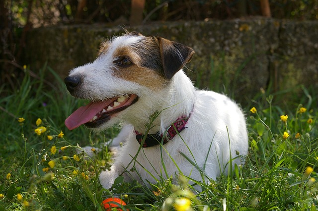 Dog lice treatment outlet home remedy