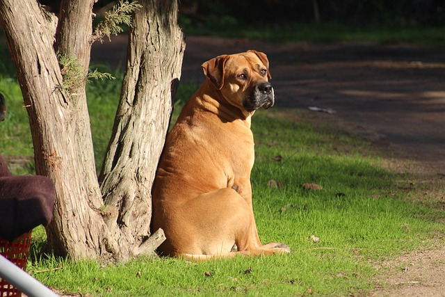 dog, mastiff, bull mastiff