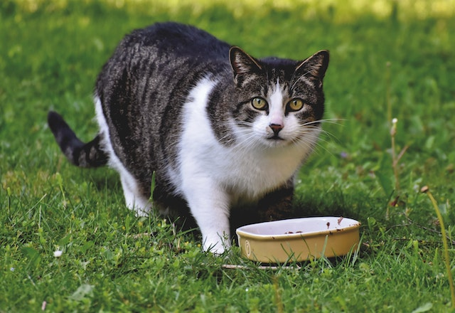 Cat food green best sale