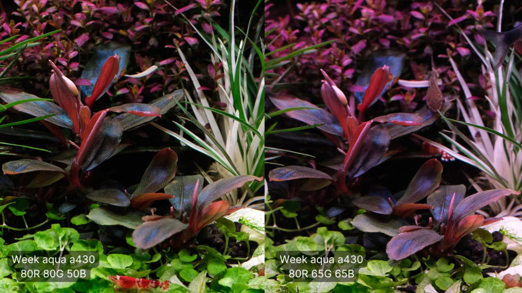 Bucephalandra sorididula blue from Tropica under different light settings