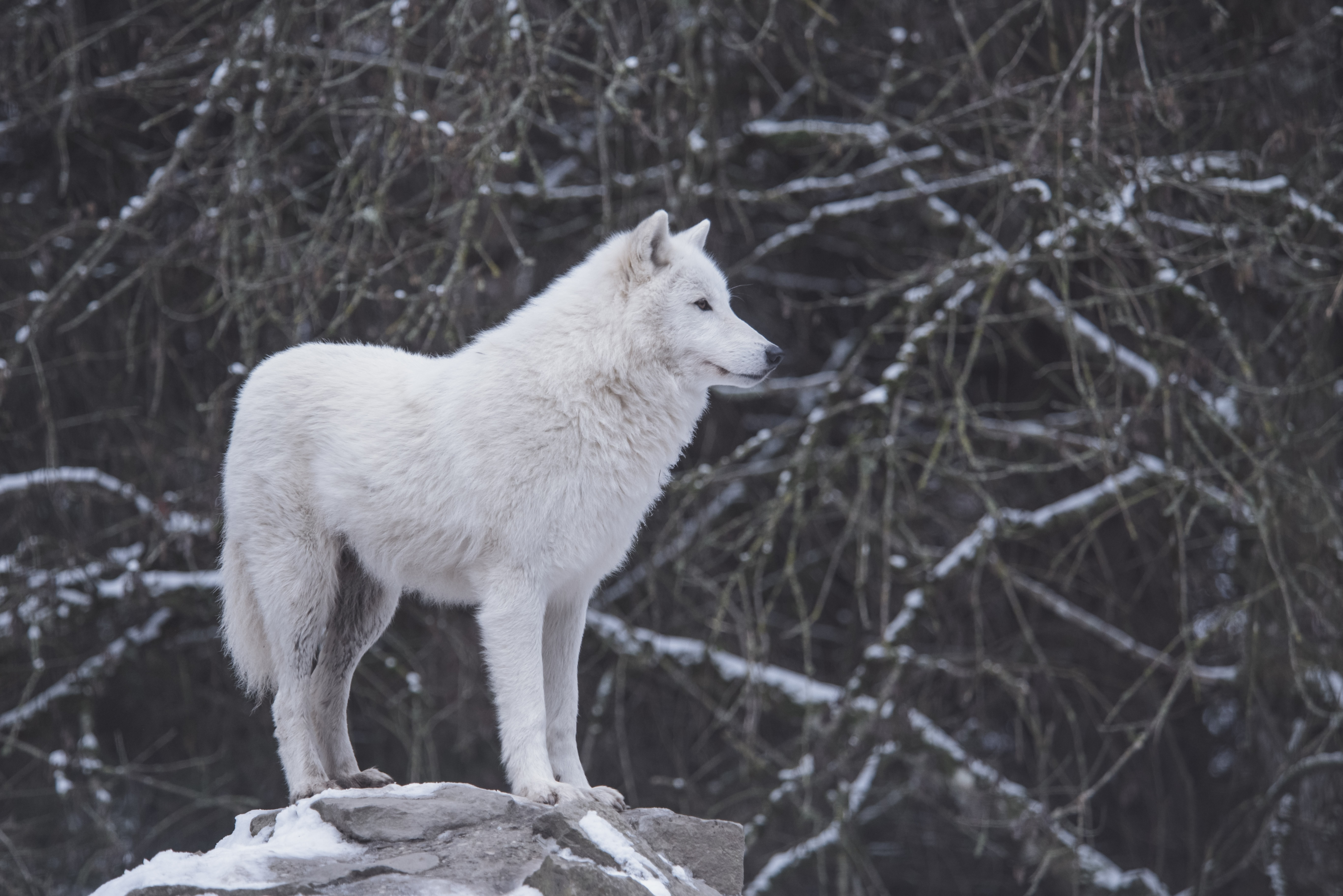 White wolf in Mongolian winter