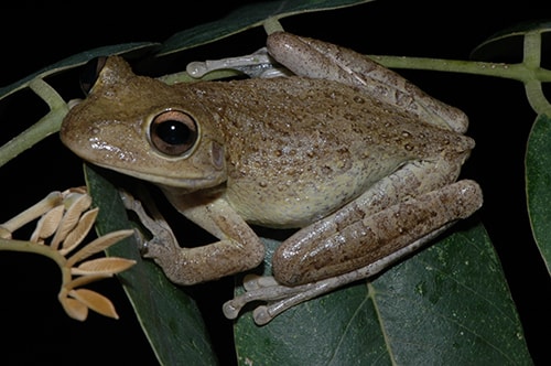 Invasive Cuban Tree Frog