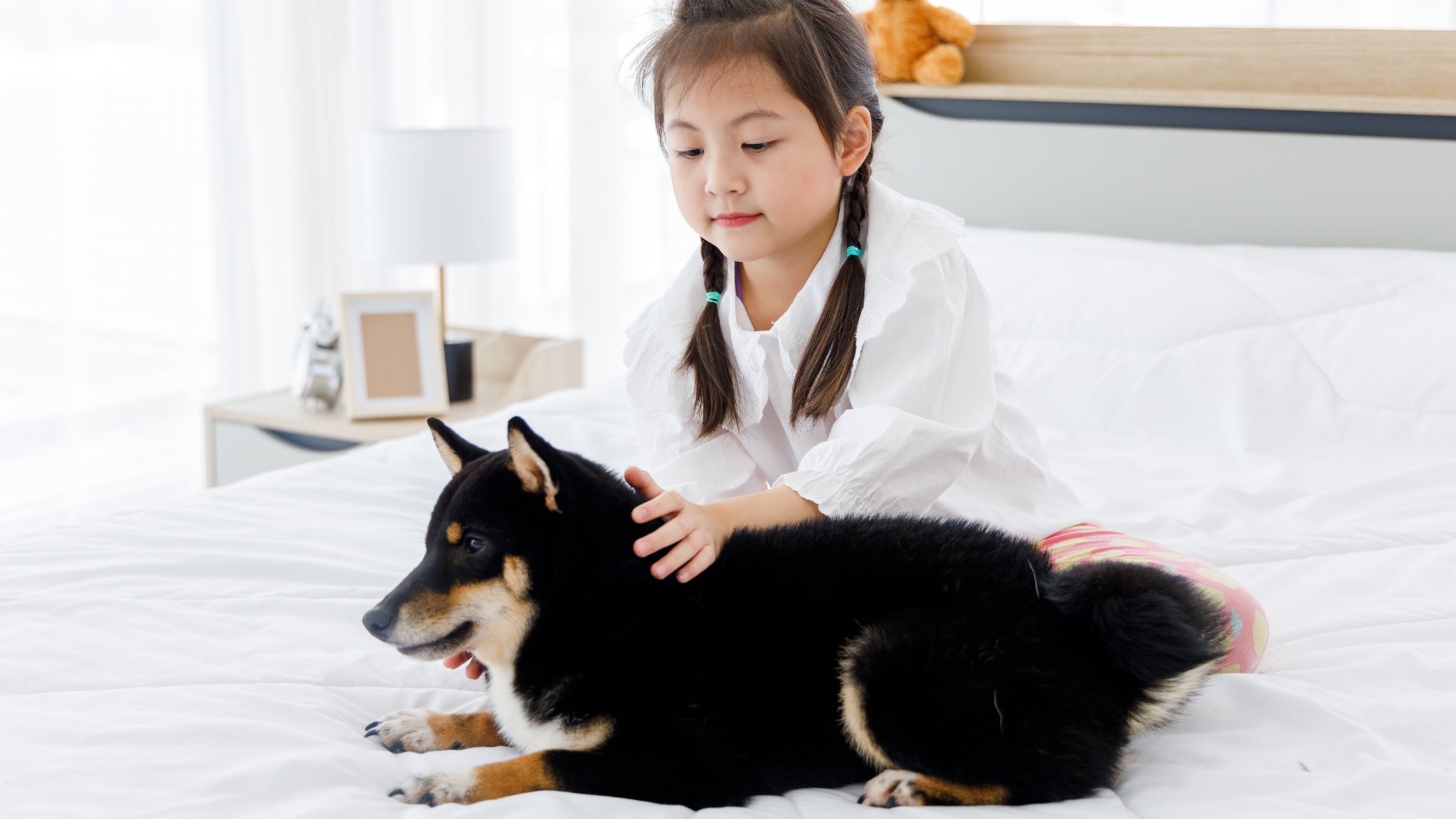 A small Shiba laying next to a young child
