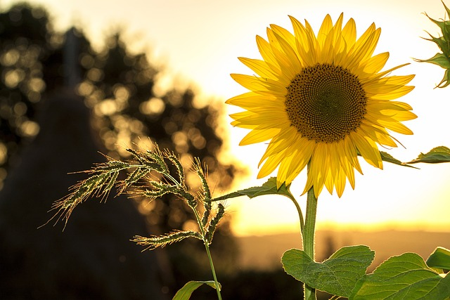 sunflower, flower, flower wallpaper