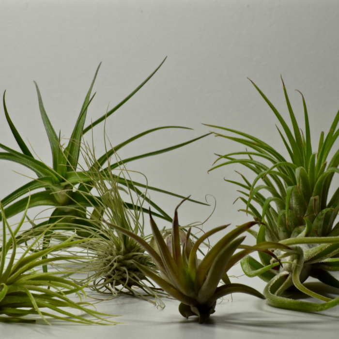 Air plants with no soil and easy care