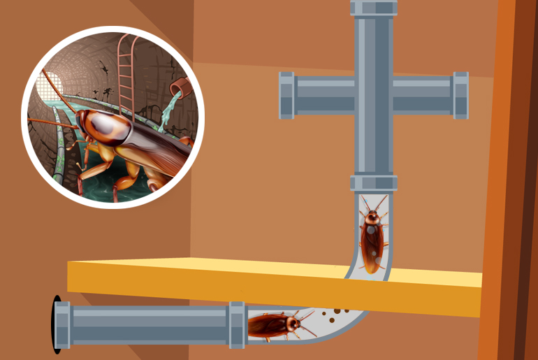 Bid Farewell to Sewer Roaches Ultimate Guide to Eliminating Them