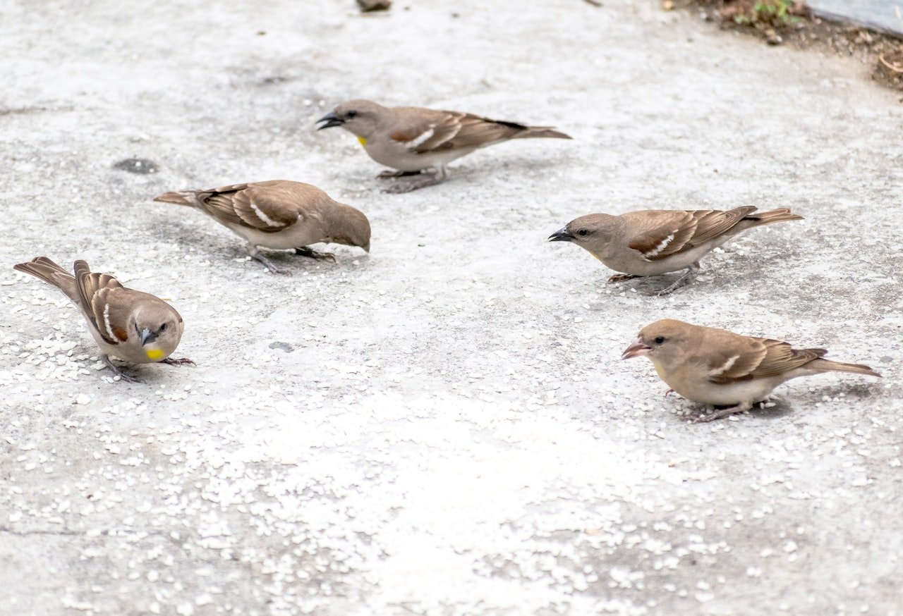 english sparrow vs house sparrow