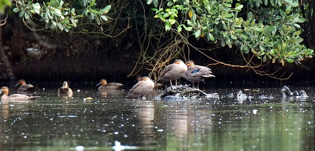 philippine wild duck, wild, bird