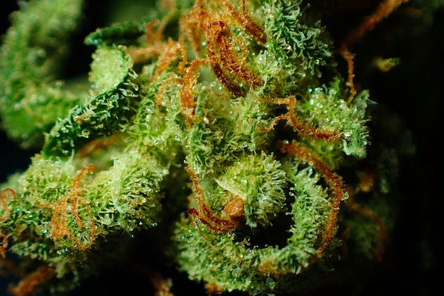 bud, close up