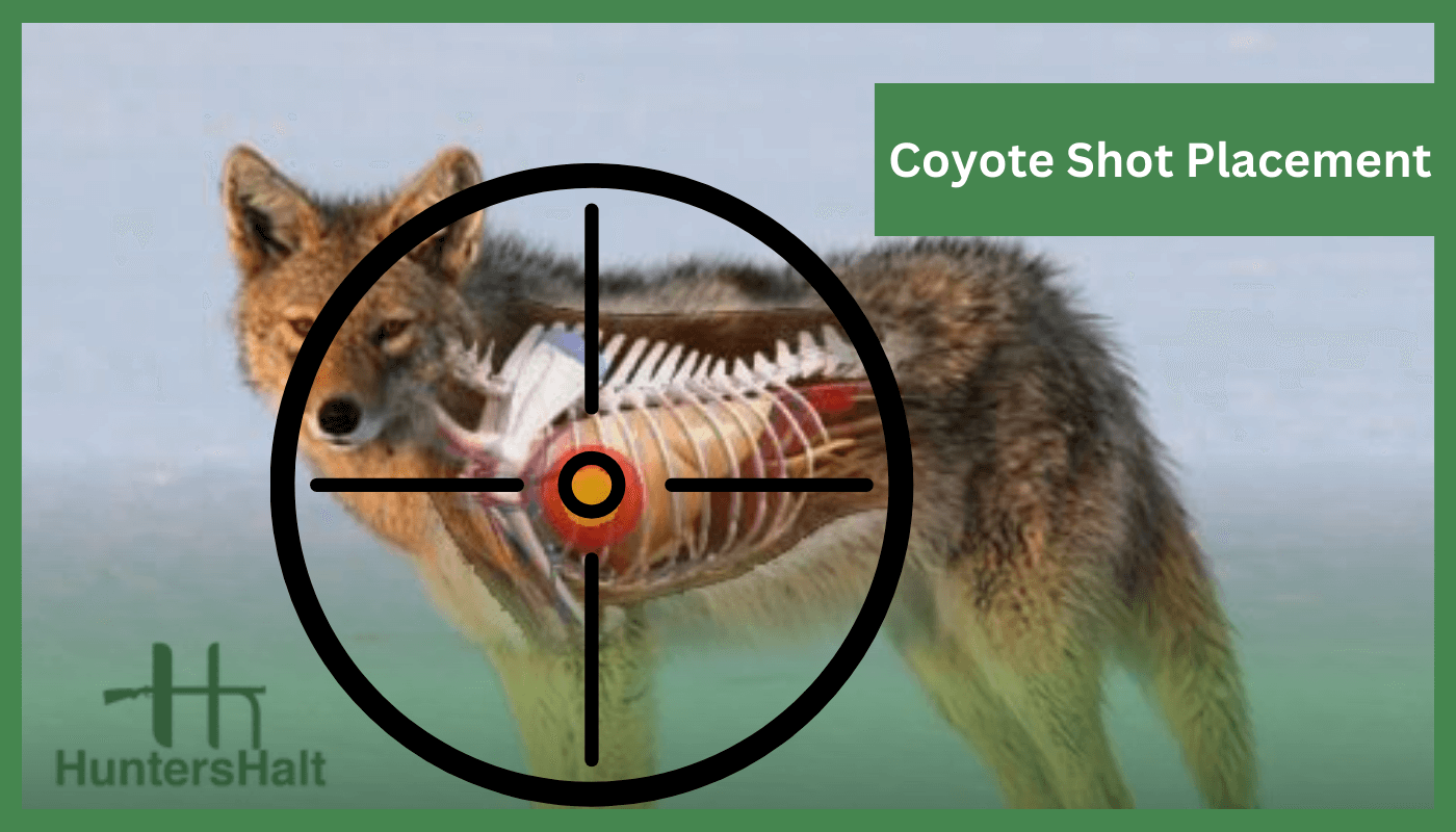 Coyote hunting shot placement