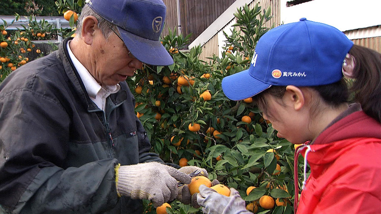 Origins of Mikan Citrus Fruit