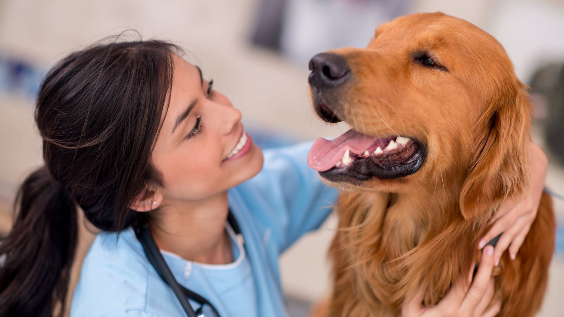 dog's teeth, dog teeth, dental treats, dogs teeth, dog's mouth, dog toothpaste, teeth brushing, dental chews, pet's teeth, dental disease, a few teeth, baking soda, dog toothbrush, natural slow cleaning, teeth brushed, dog's mouth