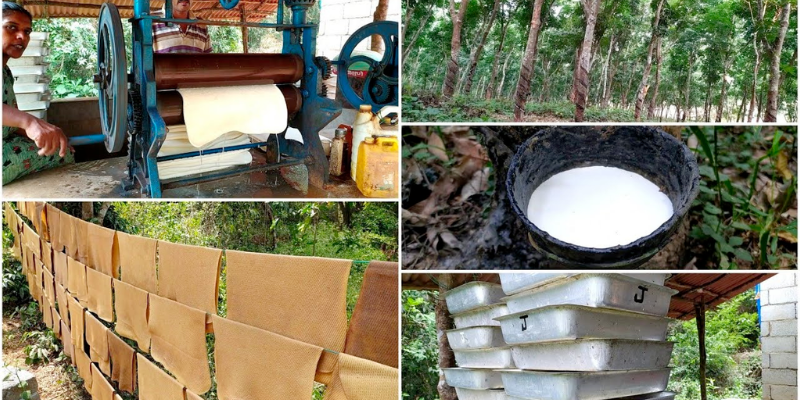 Natural rubber Manufacturing Process