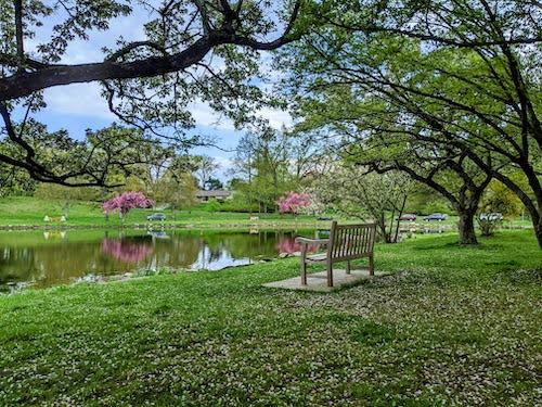 Image of cherry blossoms around the lake in Bruce Park in April, perfect for spring dates