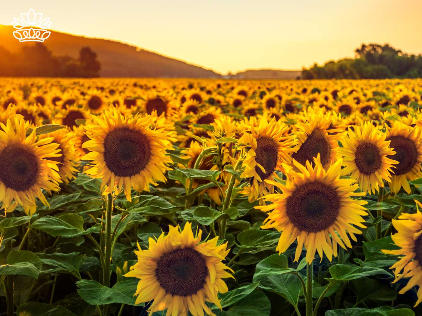 A breathtaking sunset illuminating a vast field of sunflowers, part of the Sunflowers Collection by Fabulous Flowers and Gifts. Find and enter this stunning scene to rate and send these fabulous sunflowers, capturing the essence of natural beauty.