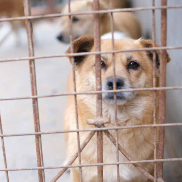 An image showing various pet containment fencing solutions.