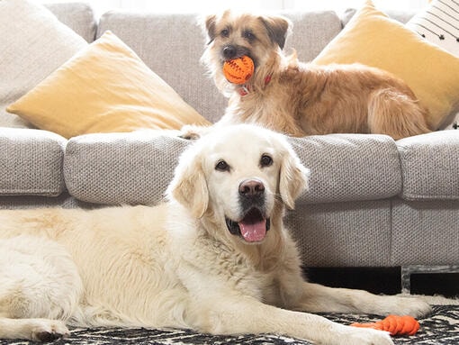 Creating a Harmonious Home for Multiple Dogs