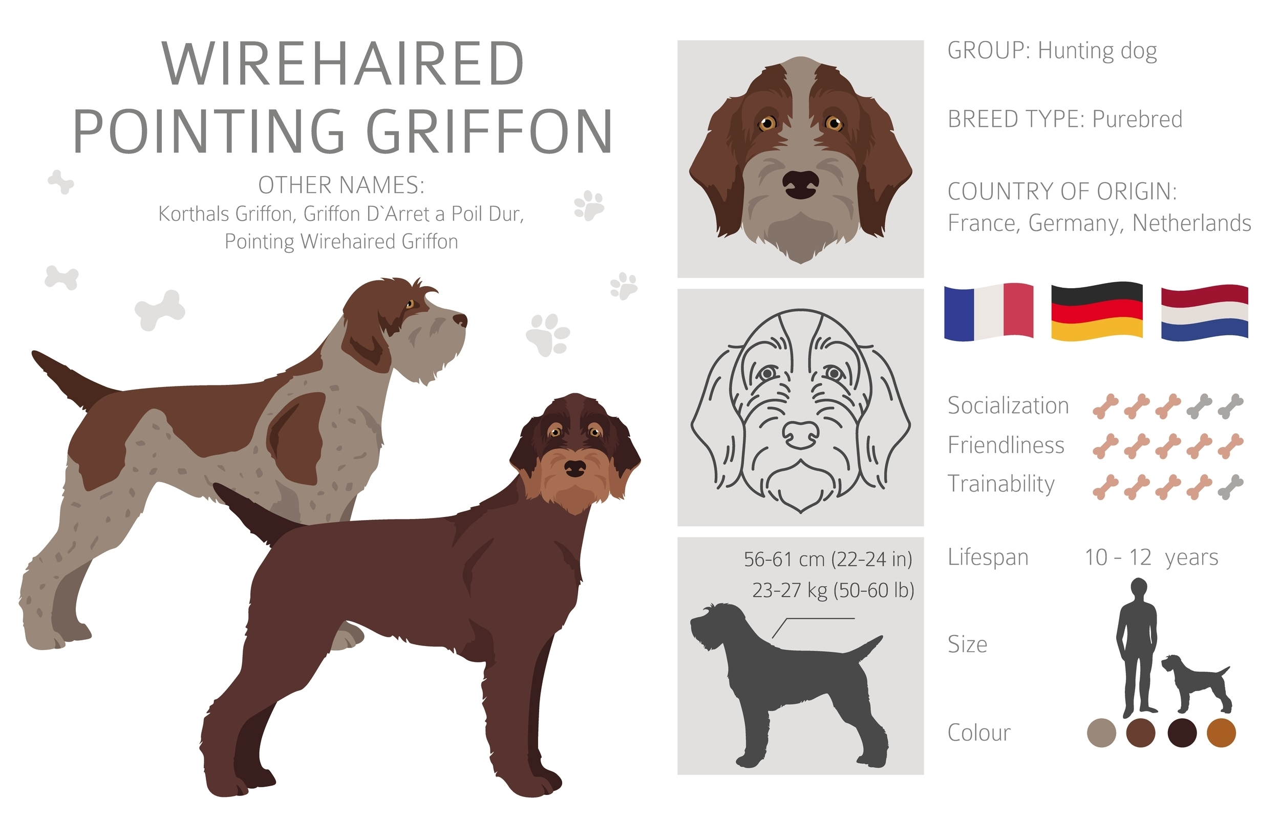 An infographic of the Wirehaired Pointing Griffon