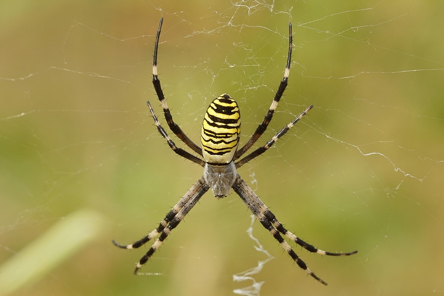 Spider Predators: Unveiling the Truth about Stink Bug Consumption