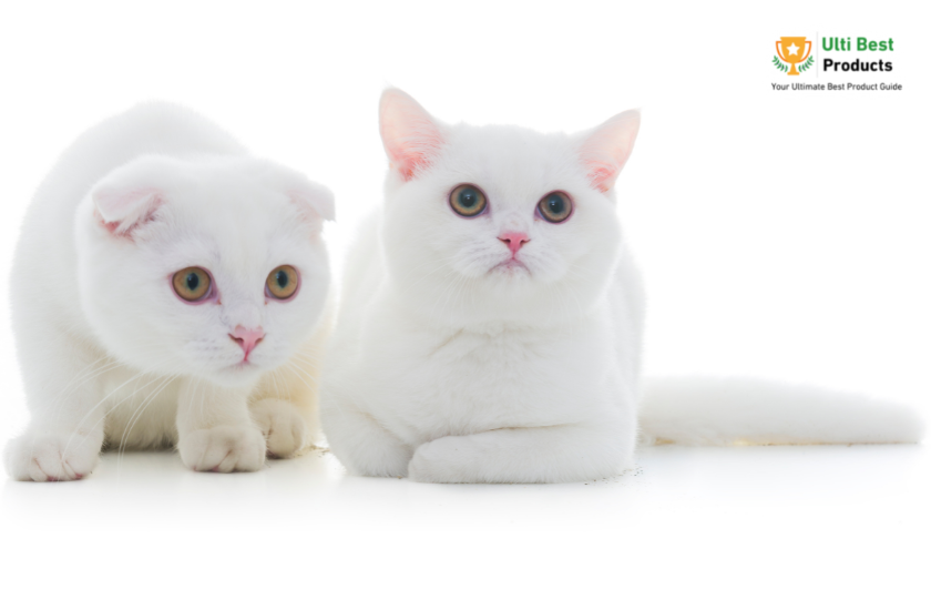 British Shorthair Image Credit: Canva in a post about 26 of The Best White Cat Breeds