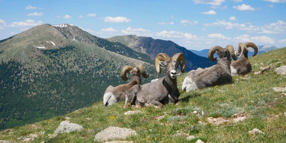 interesting animals in rocky mountain national park