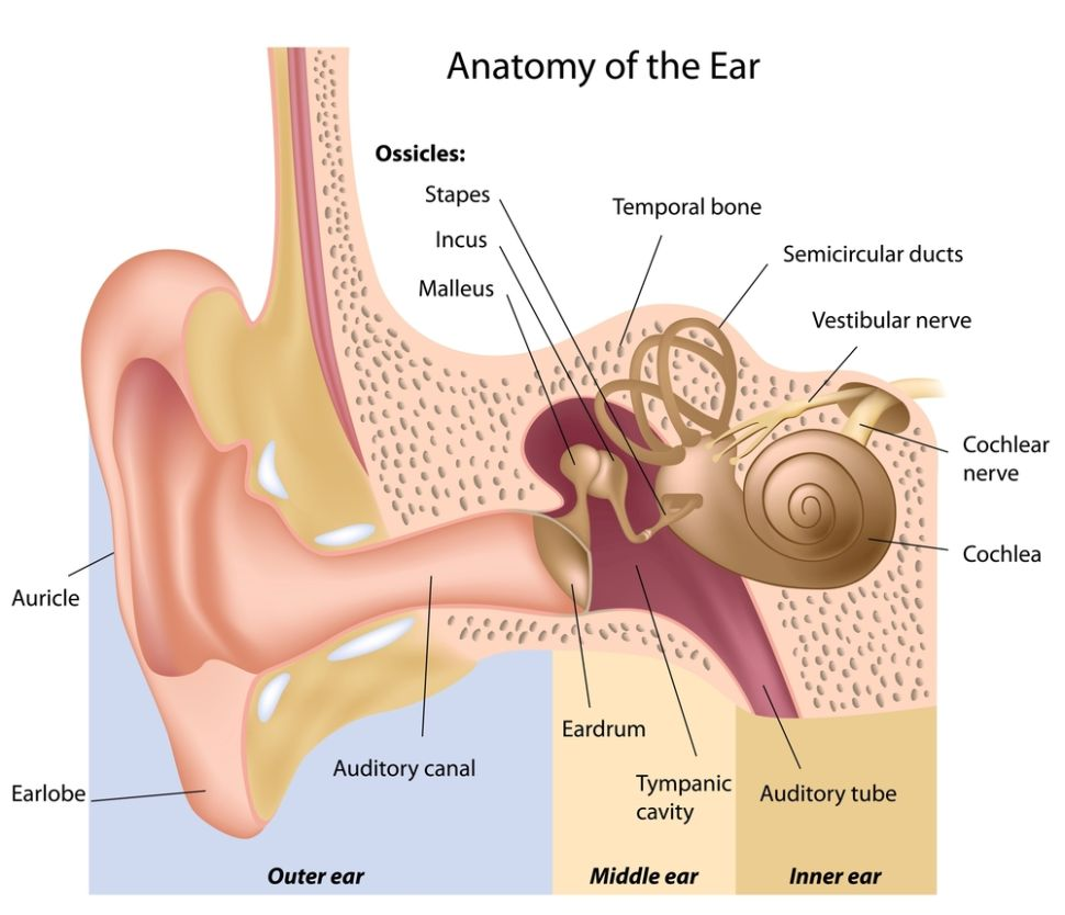 This image shows teh anatomy of the ear showing how sounds enters the canal, vibrating era drum and tiny bones in middle ear and reaching inner ear 