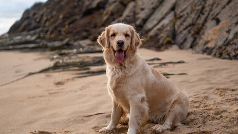 60+ Names for Golden Retrievers - PetHelpful