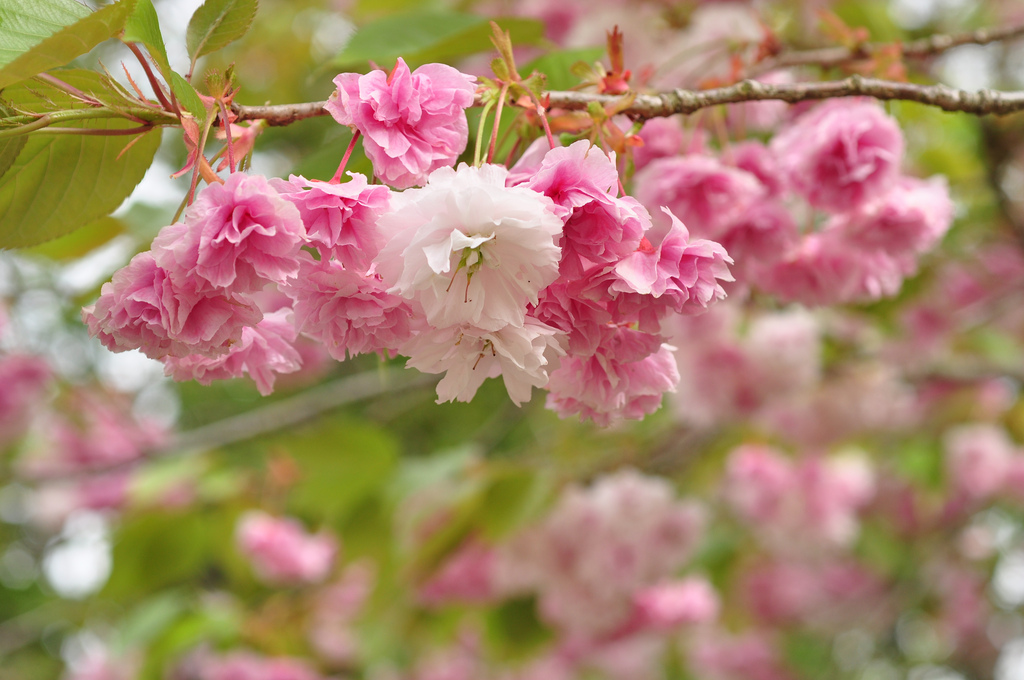 Yaezakura cherry blossom tree