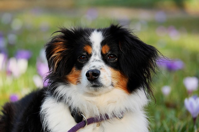 Australian shepherd and sales shedding