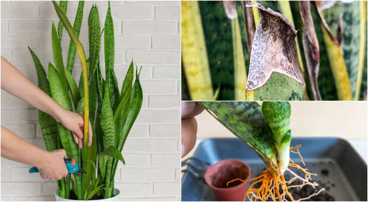 common snake plant problems